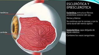ESCLERÓTICA Y
EPIESCLEROTICA
Esclerótica: estructura fibrosa
protectora exterior del ojo.
Densa y blanca
Se continua con la cornea y con la
vaina dural del nervio óptico
Epiesclerótica: capa delgada de
tejido elástico.
Contiene los vasos sanguíneos
 