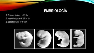 EMBRIOLOGÍA
1. Fosetas ópticas  25 día
2. Vesícula óptica  26-28 día
3. Esbozo ocular 8ª sem
 