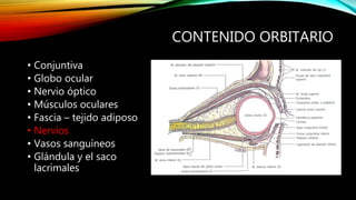 CONTENIDO ORBITARIO
• Conjuntiva
• Globo ocular
• Nervio óptico
• Músculos oculares
• Fascia – tejido adiposo
• Nervios
• Vasos sanguíneos
• Glándula y el saco
lacrimales
 