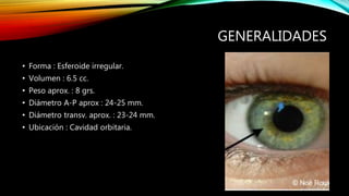 GENERALIDADES
• Forma : Esferoide irregular.
• Volumen : 6.5 cc.
• Peso aprox. : 8 grs.
• Diámetro A-P aprox : 24-25 mm.
• Diámetro transv. aprox. : 23-24 mm.
• Ubicación : Cavidad orbitaria.
 
