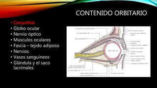 CONTENIDO ORBITARIO
• Conjuntiva
• Globo ocular
• Nervio óptico
• Músculos oculares
• Fascia – tejido adiposo
• Nervios
• Vasos sanguíneos
• Glándula y el saco
lacrimales
 