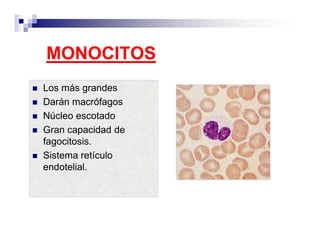 MONOCITOS
Los más grandes
Darán macrófagos
Núcleo escotado
Gran capacidad de
fagocitosis.
Sistema retículo
endotelial.
 