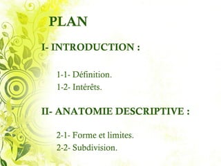 PLAN
I- INTRODUCTION :

  1-1- Définition.
  1-2- Intérêts.

II- ANATOMIE DESCRIPTIVE :

  2-1- Forme et limites.
  2-2- Subdivision.
 