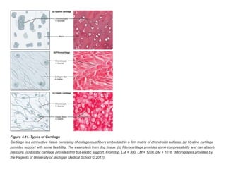 Figure 4.11. Types of Cartilage
Cartilage is a connective tissue consisting of collagenous fibers embedded in a firm matrix of chondroitin sulfates. (a) Hyaline cartilage
provides support with some flexibility. The example is from dog tissue. (b) Fibrocartilage provides some compressibility and can absorb
pressure. (c) Elastic cartilage provides firm but elastic support. From top, LM × 300, LM × 1200, LM × 1016. (Micrographs provided by
the Regents of University of Michigan Medical School © 2012)
 