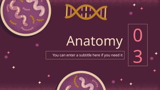 0
3
You can enter a subtitle here if you need it
Anatomy
 