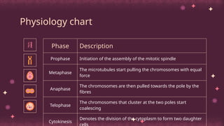 Physiology chart
Phase Description
Prophase Initiation of the assembly of the mitotic spindle
Metaphase
The microtubules start pulling the chromosomes with equal
force
Anaphase
The chromosomes are then pulled towards the pole by the
fibres
Telophase
The chromosomes that cluster at the two poles start
coalescing
Cytokinesis
Denotes the division of the cytoplasm to form two daughter
 
