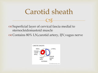 
 Superficial layer of cervical fascia medial to
sternocleidomastoid muscle
 Contains 80% LN,carotid artery, IJV,vagus nerve
Carotid sheath
 