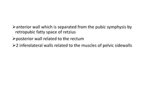 anterior wall which is separated from the pubic symphysis by
retropubic fatty space of retzius
posterior wall related to the rectum
2 inferolateral walls related to the muscles of pelvic sidewalls
 