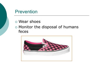Prevention
 Wear shoes
 Monitor the disposal of humans
feces
 
