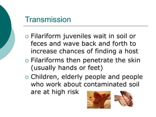 Transmission
 Filariform juveniles wait in soil or
feces and wave back and forth to
increase chances of finding a host
 Filariforms then penetrate the skin
(usually hands or feet)
 Children, elderly people and people
who work about contaminated soil
are at high risk
 