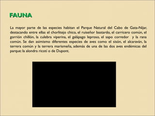 FAUNA
La mayor parte de las especies habitan el Parque Natural del Cabo de Gata-Níjar,
destacando entre ellas el chorlitejo chico, el ruiseñor bastardo, el carricero común, el
gorrión chillón, la culebra viperina, el galápago leproso, el sapo corredor y la rana
común. Se dan asimismo diferentes especies de aves como el sisón, el alcaraván, la
terrera común y la terrera marismeña, además de una de las dos aves endémicas del
parque: la alondra ricotí o de Dupont.
 