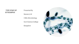TYPE STUDY OF
ECTOCARPUS
Presented By
Naveen.A.N
I MSc Microbiology
Govt Science College
Bangalore
 