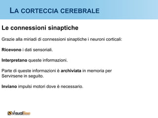 LA CORTECCIA CEREBRALE

Le connessioni sinaptiche
Grazie alla miriadi di connessioni sinaptiche i neuroni corticali:

Ricevono i dati sensoriali.

Interpretano queste informazioni.

Parte di queste informazioni è archiviata in memoria per
Servirsene in seguito.

Inviano impulsi motori dove è necessario.
 