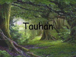 Tauhan
 