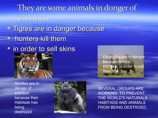 Tigres are in danger because hunters kill them  in order to sell skins Elephants are in danger because hnters  Kill them in order to sell their tusk Gorillas are in danger of extintion because their Habitads has being destroyed SEVERAL GROUPS ARE WORKING  TO PREVENT THE WORLD’S NATURALS HABITADS AND ANIMALS FROM BEING DESTROED 