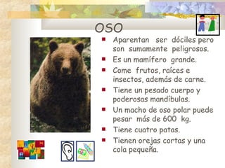 Aparentan  ser  dóciles pero son  sumamente  peligrosos. Es un mamífero  grande. Come  frutos, raíces e insectos, además de carne.  Tiene un  pesado cuerpo y  po derosas mand í bulas . Un m acho  de  oso polar puede pesar  más de 600  kg . Tiene  cuatro patas. Tienen ore jas cortas y una cola pequeña. OSO 