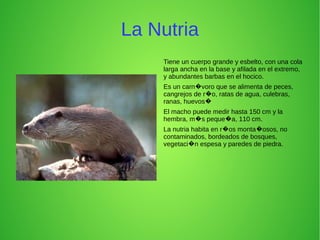 La Nutria
Tiene un cuerpo grande y esbelto, con una cola
larga ancha en la base y afilada en el extremo,
y abundantes barbas en el hocico.
Es un carn voro que se alimenta de peces,�
cangrejos de r o, ratas de agua, culebras,�
ranas, huevos�
El macho puede medir hasta 150 cm y la
hembra, m s peque a, 110 cm.� �
La nutria habita en r os monta osos, no� �
contaminados, bordeados de bosques,
vegetaci n espesa y paredes de piedra.�
 