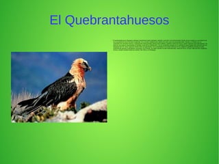 El Quebrantahuesos
●
El quebrantahuesos (Gypaetus barbatus literalmente buitre barbado), también conocido como lammergeier (buitre de las ovejas) es una especie de
ave accipitriforme de la familia Accipitridae. Es un buitre notablemente distinto de otras aves de presa parecidas. Recibe su nombre por su
costumbre de remontar huesos y caparazones hasta grandes alturas para soltarlos, partirlos contra las rocas y poder ingerirlos para alimentarse. Se
trata de una especie amenazada en amplias zonas de su distribución, y en el continente europeo es un animal en grave peligro de extinción que ha
desaparecido de varias regiones donde antes era abundante. En la actualidad se le puede observar en la cordillera Cantábrica (Donde ha sido
reintroducido gracias a ejemplares oscenses), los Pirineos, los Alpes (donde ha sido reintroducido), norte de África, el Gran Valle del Rift, Sudáfrica,
Grecia y desde Anatolia hasta los montes Tian Shan y el Himalaya.
 