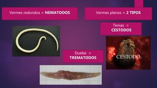 Vermes redondos = NEMATODOS Vermes planos = 2 TIPOS
Duelas =
TREMATODOS
Tenias =
CESTODOS
 