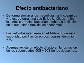 Efecto antibacteriano
• De forma similar a los macrólidos, la lincosamida
  y la estreptogramina tipo B, los ketólidos inhiben
  la síntesis proteica bacteriana debido a la fijación
  en la subunidad 50S de los ribosomas.

• Los ketólidos interfieren en el ARN-23S de esta
  subunidad por fijación en dos lugares: dominio II
  y V.

• Además, existe un efecto directo en la formación
  de las subunidades 50S y 30S de los ribosomas.
 