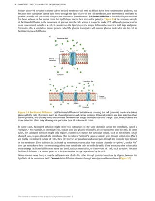 Solutes dissolved in water on either side of the cell membrane will tend to diffuse down their concentration gradients, but
because most substances cannot pass freely through the lipid bilayer of the cell membrane, their movement is restricted to
protein channels and specialized transport mechanisms in the membrane. Facilitated diffusion is the diffusion process used
for those substances that cannot cross the lipid bilayer due to their size and/or polarity (Figure 3.6). A common example
of facilitated diffusion is the movement of glucose into the cell, where it is used to make ATP. Although glucose can be
more concentrated outside of a cell, it cannot cross the lipid bilayer via simple diffusion because it is both large and polar.
To resolve this, a specialized carrier protein called the glucose transporter will transfer glucose molecules into the cell to
facilitate its inward diffusion.
Figure 3.6 Facilitated Diffusion (a) Facilitated diffusion of substances crossing the cell (plasma) membrane takes
place with the help of proteins such as channel proteins and carrier proteins. Channel proteins are less selective than
carrier proteins, and usually mildly discriminate between their cargo based on size and charge. (b) Carrier proteins are
more selective, often only allowing one particular type of molecule to cross.
In some cases, facilitated diffusion might move two substances in the same direction across the membrane, called a
“symport.” For example, in intestinal cells, sodium ions and glucose molecules are co-transported into the cells. In other
cases, the facilitated diffusion might only require a tunnel-like channel for particular solutes, such as electrolytes (small
charged ions), to pass through the membrane (this is called a “uniport”). As an example, even though sodium ions (Na+
)
are highly concentrated outside of cells, these electrolytes are polarized and cannot pass through the nonpolar lipid bilayer
of the membrane. Their diffusion is facilitated by membrane proteins that form sodium channels (or “pores”), so that Na+
ions can move down their concentration gradient from outside the cells to inside the cells. There are many other solutes that
must undergo facilitated diffusion to move into a cell, such as amino acids, or to move out of a cell, such as wastes. Because
facilitated diffusion is a passive process, it does not require energy expenditure by the cell.
Water also can move freely across the cell membrane of all cells, either through protein channels or by slipping between the
lipid tails of the membrane itself. Osmosis is the diffusion of water through a semipermeable membrane (Figure 3.7).
96 CHAPTER 3 | THE CELLULAR LEVEL OF ORGANIZATION
This content is available for free at http://cnx.org/content/col11496/1.6
 