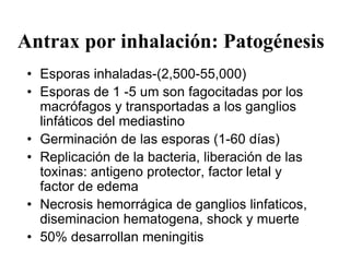 Antrax por inhalación: Patogénesis
• Esporas inhaladas-(2,500-55,000)
• Esporas de 1 -5 um son fagocitadas por los
macrófagos y transportadas a los ganglios
linfáticos del mediastino
• Germinación de las esporas (1-60 días)
• Replicación de la bacteria, liberación de las
toxinas: antigeno protector, factor letal y
factor de edema
• Necrosis hemorrágica de ganglios linfaticos,
diseminacion hematogena, shock y muerte
• 50% desarrollan meningitis
 