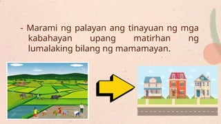 - Marami ng palayan ang tinayuan ng mga
kabahayan upang matirhan ng
lumalaking bilang ng mamamayan.
 