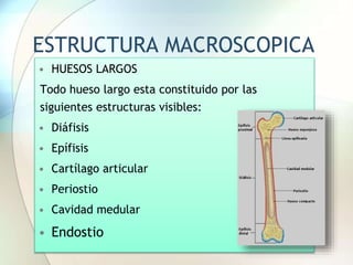 ESTRUCTURA MACROSCOPICA
• HUESOS LARGOS
Todo hueso largo esta constituido por las
siguientes estructuras visibles:
• Diáfisis
• Epífisis
• Cartílago articular
• Periostio
• Cavidad medular
• Endostio
 