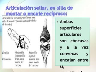• Ambas
superficies
articulares
son cóncavas
y a la vez
convexas y
encajan entre
si,
 
