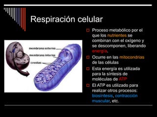 Respiración celular
 Proceso metabólico por el
que los nutrientes se
combinan con el oxígeno y
se descomponen, liberando
energía.
 Ocurre en las mitocondrias
de las células
 Esta energía es utilizada
para la síntesis de
moléculas de ATP
 El ATP es utilizado para
realizar otros procesos:
biosíntesis, contracción
muscular, etc.
 