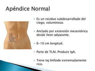 Apéndice Normal Es un residuo subdesarrollado del ciego, voluminoso. Anclado por extensión mesentérica desde íleon adyacente. 6-10 cm longitud. Parte de TLAI. Produce IgA. Tiene tej linfoide extremadamente rico. Experimenta atrofia progresiva -> obliteración fibrosa 
