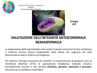 VALUTAZIONE DELL’INTEGRITÀ MITOCONDRIALE
NEMASPERMICA
La progressione dello spermatozoo nello spazio è dovuta movimenti di tipo oscillatorio
e rotatorio intorno all’asse longitudinale della cellula che originano nel collo
percorrendo la coda in tutta la sua lunghezza.
Per ottenere l’energia necessaria alla motilità e al mantenimento di gradienti ionici di
membrana (Harrison 1977), lo spermatozoo metabolizza molecole semplici,
principalmente zuccheri e loro derivati (fruttosio, glucosio, mannosio e piruvato),
attraverso la via aerobica e anaerobica
Energia
ATP
Scuola di Alta Formazione In Medicina
Integrata
Scienze andrologiche integrate
 