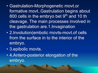 • Gastrulation-Morphogenetic movt.or
formative movt..Gastrulation begins about
800 cells in the embryo bet 9th
and 10 th
cleavage. The main processes involved in
the gastrulation are.1.Invagination
• 2.Involution(embolic movts-movt.of cells
from the surface in to the interior of the
embryo.
• 3.epibolic movts.
• 4.Antero-posterior elongation of the
embryo.
 