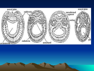 Devpt of Amphioxus