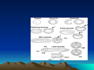 Devpt of Amphioxus