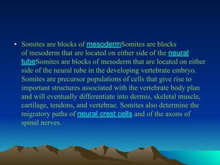 • Somites are blocks of mesodermSomites are blocks
of mesoderm that are located on either side of the neural
tubeSomites are blocks of mesoderm that are located on either
side of the neural tube in the developing vertebrate embryo.
Somites are precursor populations of cells that give rise to
important structures associated with the vertebrate body plan
and will eventually differentiate into dermis, skeletal muscle,
cartilage, tendons, and vertebrae. Somites also determine the
migratory paths of neural crest cells and of the axons of
spinal nerves.
 
