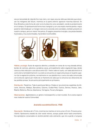 Arañas 21
oscura lanceolada de reborde fino mas claro, con rayas oscuras oblicuas laterales que alcan-
zan los márgenes del folium, mientras en la parte anterior aparecen manchas blancas. En
Gran Bretaña a esta forma de color se la ha descrito como variedad δ, siendo la predominante
en el campus. El opistosoma de forma mas triangular y con una amplia mancha parda o negra
posterior delimitada por un margen claro es la conocida como variedad ξ, también presente en
nuestro campus, pero en menor frecuencia. El epigino presenta el escapo y las piezas basales
fusionadas y muy esclerotizadas, haciendolo inconfundible.
Hábitat y ecologíaHábitat y ecologíaHábitat y ecologíaHábitat y ecología: Gusta de espacios abiertos y soleados en zonas de no muy elevada altitud,
bordes de caminos, páramos y praderas secas, principalmente sobre vegetación baja, donde
coloca su tela orbicular a una altura entre 0,5-1 metro sobre el suelo, con seda adicional en el
centro de la red (stabilimentum). La araña se encuentra en espera de presas en la parte supe-
rior de la vegetación próxima, normalmente en una plataforma o cuenco de seda comunicada
con la tela de captura por medio de un filamento de seda que le comunica las vibraciones de
las posibles presas. Se encuentra principalmente en primavera.
DistribuciónDistribuciónDistribuciónDistribución: Paleártica. Toda la península Ibérica. Citada en las provincias españolas de Ali-
cante, Asturias, Badajoz, Barcelona, Cáceres, Ciudad Real, Cuenca, Gerona, Huesca, Jaén,
Madrid, Mallorca, Murcia, Salamanca, Tarragona, Teruel y Zaragoza.
ObservacionesObservacionesObservacionesObservaciones: Agalenatea es un género monoespecifico a nivel mundial. Es la sexta especie
mas citada de nuestra Comunidad.
Araniella cucurbitina (Clerck, 1758)
DescripciónDescripciónDescripciónDescripción: Hembras de 6-7 mm, mientras los machos en torno a los 4-5 mm. Prosoma ama-
rillento. Opistosoma ovalado de color verde intenso, aunque puede variar hasta amarillento,
(los ejemplares conservados en alcohol pierden esta coloración, que vira a pardo o turquesa
 