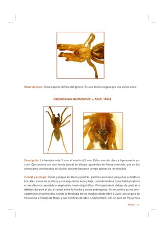Arañas 27
ObservacionesObservacionesObservacionesObservaciones: Única especie ibérica del género. Es una araña longeva que vive varios años.
Haplodrassus dalmatensis (L. Koch, 1866)
DescripciónDescripciónDescripciónDescripción: La hembra mide 5 mm, el macho 4,5 mm. Color marrón claro a ligeramente os-
curo. Opistosoma con una banda dorsal de dibujos aparentes de forma aserrada, que en los
ejemplares conservados en alcohol durante bastante tiempo apenas es reconocible.
Hábitat y ecologíaHábitat y ecologíaHábitat y ecologíaHábitat y ecología: Dunas y playas de arena y piedras, parches arenosos, pequeños arbustos y
brezales, zonas de pastoreo y con vegetación seca y baja, considerándose como hábitat óptimo
el xerotérmico asociado a vegetación meso-oligotrófica. Principalmente debajo de piedras y
detritos durante el día, errando entre la hierba y zonas pedregosas. Se encuentra activa prin-
cipalmente en primavera, siendo la fenología de los machos desde Abril a Julio, con un pico de
frecuencia a finales de Mayo, y las hembras de Abril a Septiembre, con un pico de frecuencia
 