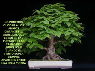 NO PODEMOS OLVIDAR A LOS AMIGOS DISTANTES … AQUELLOS QUE ESTÁN EN LAS PUNTAS DE LAS RAMAS DEL ÁRBOL, QUE CUANDO EL VIENTO SOPLA SIEMPRE APARECEN ENTRE UNA HOJA Y OTRA … 