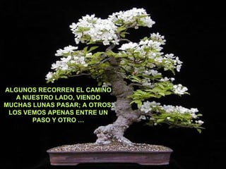ALGUNOS RECORREN EL CAMINO A NUESTRO LADO, VIENDO MUCHAS LUNAS PASAR; A OTROS, LOS VEMOS APENAS ENTRE UN PASO Y OTRO … 