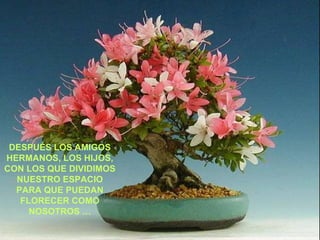 DESPUÉS LOS AMIGOS HERMANOS, LOS HIJOS, CON LOS QUE DIVIDIMOS NUESTRO ESPACIO PARA QUE PUEDAN FLORECER COMO NOSOTROS … 