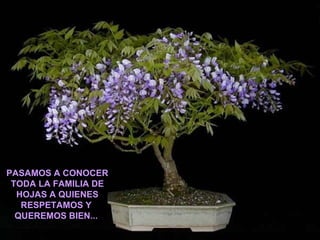 PASAMOS A CONOCER TODA LA FAMILIA DE HOJAS A QUIENES RESPETAMOS Y  QUEREMOS BIEN...   