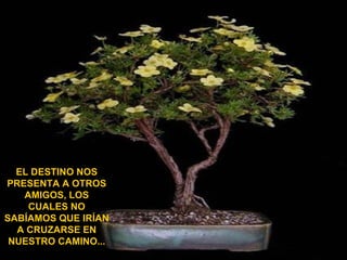 EL DESTINO NOS PRESENTA A OTROS AMIGOS, LOS CUALES NO SABÍAMOS QUE IRÍAN A CRUZARSE EN NUESTRO CAMINO... 
