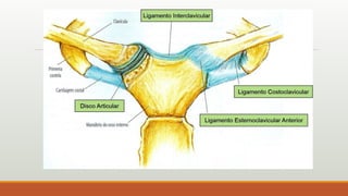 AULA 6 ANATOMIA SISTEMA ARTICULAR.pptxdd