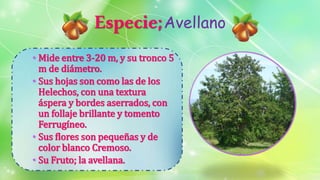 Especie;Avellano
• Mide entre 3-20 m, y su tronco 5
m de diámetro.
• Sus hojas son como las de los
Helechos, con una textura
áspera y bordes aserrados, con
un follaje brillante y tomento
Ferrugíneo.
• Sus flores son pequeñas y de
color blanco Cremoso.
• Su Fruto; la avellana.
 