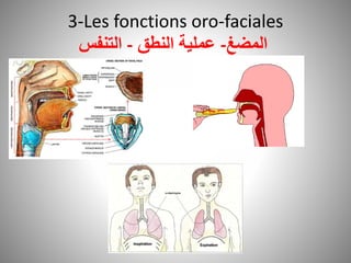 3-Les fonctions oro-faciales
‫التنفس‬ - ‫النطق‬ ‫عملية‬ -‫المضغ‬
 