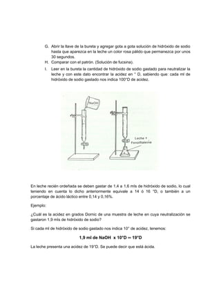 G. Abrir la llave de la bureta y agregar gota a gota solución de hidróxido de sodio
hasta que aparezca en la leche un color rosa pálido que permanezca por unos
30 segundos.
H. Comparar con el patrón. (Solución de fucsina).
I. Leer en la bureta la cantidad de hidróxido de sodio gastado para neutralizar la
leche y con este dato encontrar la acidez en ° D, sabiendo que: cada ml de
hidróxido de sodio gastado nos indica 100°D de acidez.
En leche recién ordeñada se deben gastar de 1,4 a 1,6 mIs de hidróxido de sodio, lo cual
teniendo en cuenta lo dicho anteriormente equivale a 14 ó 16 °D, o también a un
porcentaje de ácido láctico entre 0,14 y 0,16%.
Ejemplo:
¿Cuál es la acidez en grados Dornic de una muestra de leche en cuya neutralización se
gastaron 1,9 mIs de hidróxido de sodio?
Si cada ml de hidróxido de sodio gastado nos indica 10° de acidez, tenemos:
1,9 ml de NaOH x 10°D ═ 19°D
La leche presenta una acidez de 19°D. Se puede decir que está ácida.
 