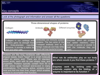 Key concepts Look at the photograph and information and answer all the questions: What role do antibodies play on our body are where would d you find these proteins ? Enzymes work by locking onto one substrate…explain why the folding of a enzyme is important to its function ? Proteins are like long necklaces with differently shaped beads. Each &quot;bead&quot; is a small molecule called an amino acid. There are 20 standard amino acids, each with its own shape, size, and properties. Proteins typically contain from 50 to 2,000 amino acids hooked end-to-end in many combinations. To become active, proteins must twist and fold into their final, shape. which enables proteins to accomplish their function. B5.11 b Three dimensional shapes of proteins Collagen in our cartilage and tendons gains its strength from its three-stranded, rope-like structure. It provide a matrix for skin and other cells. Antibodies are immune system proteins. The two arms of the Y-shaped antibody bind to a foreign molecule and help white blood cell trap bacteria/viruses.  Enzymes, which are proteins that speed reactions, often contain a groove or pocket to hold the molecule they act upon. Collagen Antibody Different enzymes 
