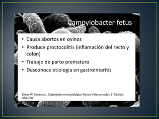 Bacteriologia.ppt