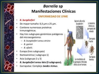 Bacteriologia.ppt
